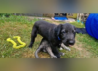 Irish Wolfhound Welpen