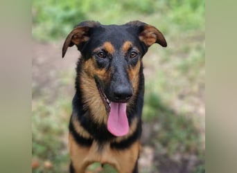 Dixie sucht eine liebe Familie!