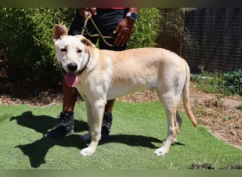 Dusty, Labrador-Mix, lieb und sozial