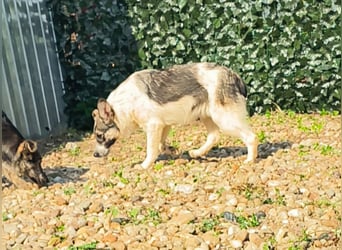 AMY hätte gerne ein Zuhause