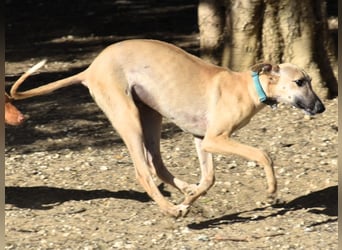 Kronos 07/2024 (ESP) - neugieriger und sanfter, zuckersüßer Galgo Welpe!