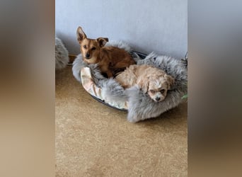 Greta und Helene, zwei süsse noch unerzogenen frechen Mäuse, nur im Doppelpack