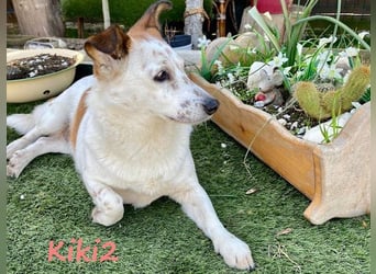 Kiki2 geb. 05/2020 (GRC) - selbstbewusste, kleine Hündin!