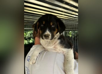 Nelly, auf der Suche nach einem tollen Zuhause!