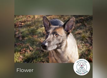 Flower-  Liebevolle Malinois-Mix-Hündin sucht ein geborgenes Zuhause