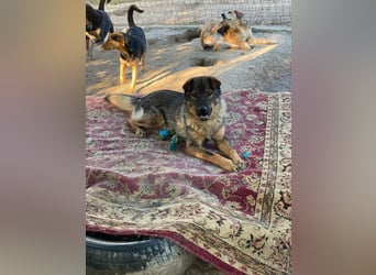 Freundlicher Tobi mit besonderen Ohren sucht sein Glück