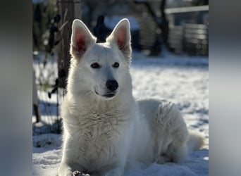 Ayka - wunderhübsche und liebe Berger Blanc Prinzessin sucht rasseerfahrene Untertanen