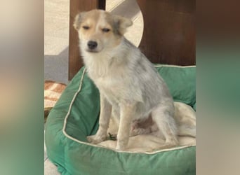 OZZY - sucht eine liebevolle Familie!
