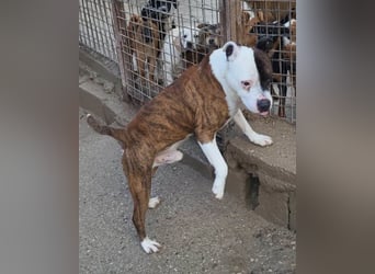 Momo ❤️ loyal, verschmust sucht Zuhause!