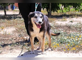 Mika, Mix Schäferhund / Berner Senne , lieb und verträglich