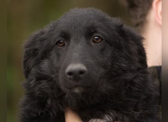 GORDI❤️liebes, verschmustes kroat. Schäferhund-Mix-Mädel