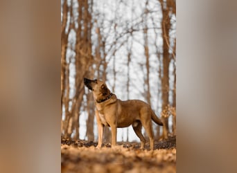 Vili-LM, intelligenter Kuschelboy sucht seine Familie