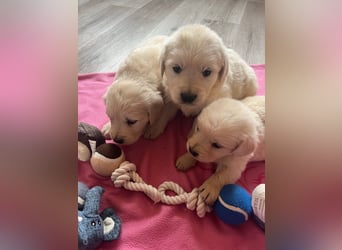 Golden Retriever Welpen abzugeben