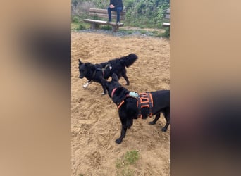 Hütehund Mischling Daios sucht eine liebe Familie
