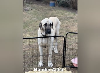 Kangal-Welpen suchen liebevolles Zuhause