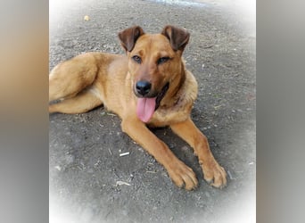 TILLY - sportliche, junge Hündin sucht Familie