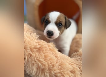 Jack Russel Terrier Welpen mit Stammbaum