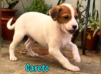 Careto 02/2025 (ESP) - verspielter, kleiner Podenco-Bodeguero Mix Welpe!