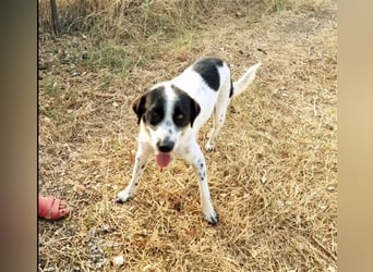Mila, bereits auf PS in DE, sucht Traumzuhause!
