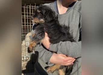 Yorki-Mix ♥Miruna♥ möchte so gerne ihre Familie finden
