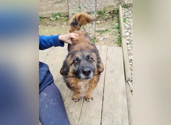 Entspannter und freundlicher Zuckerbub ELMO sucht ein liebevolles Zuhause