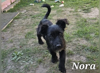 Nora sucht ein Zuhause