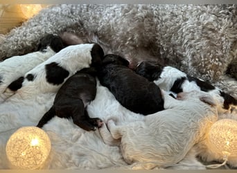 Lagotto Romagnolo Welpen