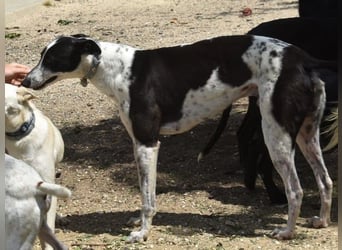 Rocky7 02/2023 (ESP) - sozialer, freundlicher und verschmuster Galgo!