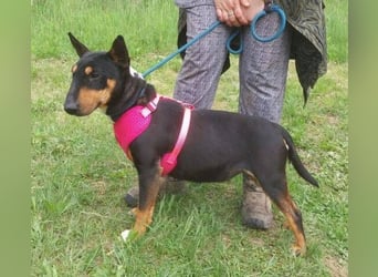 Bella 3, Miniatur Bullterrier Mischling