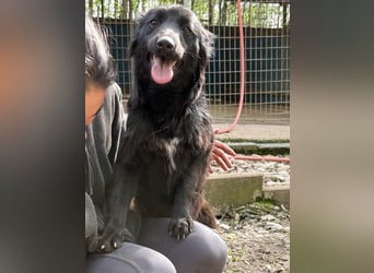 Schnuckelige DAYA hat das Potential zum Herzenshund