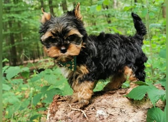 Yorkshire Terrier Biro Rüde