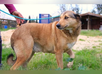 Kaleb, Mix Labrador / Rafeiro Alentejano, lieb und sozial