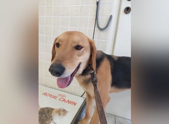 Eddie,geb.05/23,hübscher Bracken Mix Junge sucht seine Familie