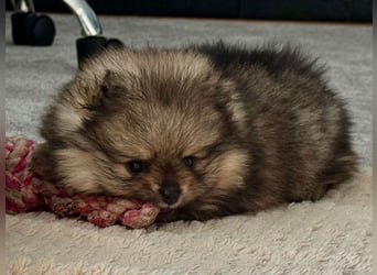 Reinrassige Pomeranian-Hündinnen mit Ahnentafel suchen ihre Traumfamilien