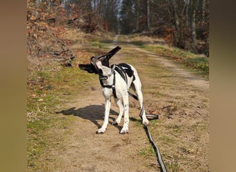 Sangria  - Pointer, lieb und verträglich, auch mit Katzen