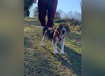 Beagel Hundin