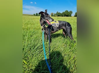 ❤️GRETEL❤️, Galgo Espanol