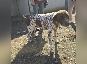 Theo, Deutsch Kurzhaar auf der Suche nach einem tollen Zuhause!