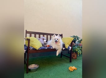 Merlin SR – Fröhlicher Spitz-Rüde sucht neues Zuhause
