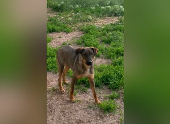 Buddy❤️ - sanfter Kerl mit dem großen Herz sucht seine Menschen