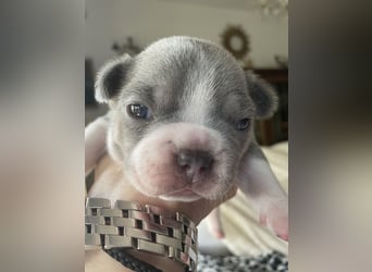 Süsse Französische Bulldoggenbabies sind da!