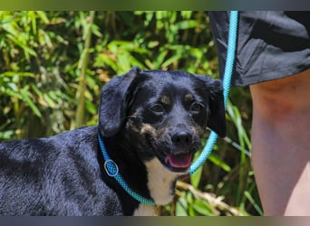 Joia, Mix Labrador / Appenzeller Sennenhund, lieb und sozial