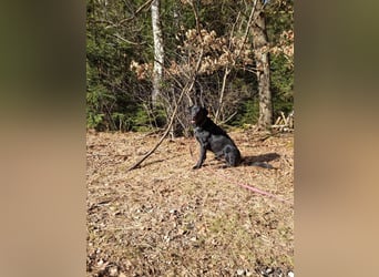 Tyson - der gutgelaunte Traumhund