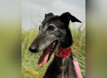 Giria - ängstliche Galga sucht