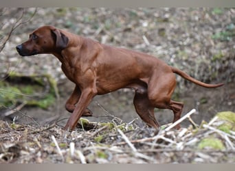 Rodesian Ridgeback Welpen im Kennel "Free Spirit"