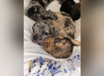 Chihuahua mix Welpen