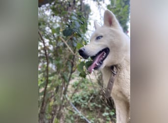 Moon - schneeweißer Husky