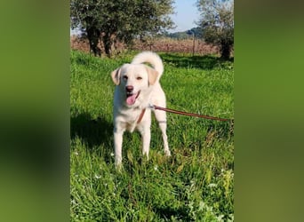 Kleiner Rüde BARNEY sucht sein großes Glück
