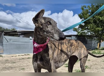 Guapino (TO) Aufgeschlossen, super lieb und verschmust