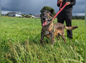 Nelson ein toller Hollandse Herder Mix